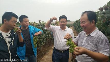 【昆仑风植物调节剂 昆仑风 效果反馈图 农户信得过】价格,厂家,植物生长调节剂
